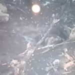 Ну и экшн в кадре. ВС РФ при штурме позиций ВСУ увидели стреляющего хохла, подкр…