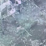 Российские морпехи уничтожили разведгруппу ВСУ на добропольском направлении.Вид…